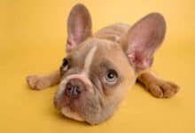 Den inneren Schweinehund überwinden
