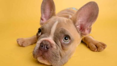 Den inneren Schweinehund überwinden