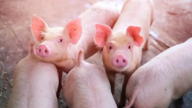 Ich glaube, mein Schwein pfeift
