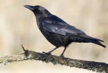 Pechvogel