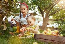 Der Apfel fällt nicht weit vom Stamm