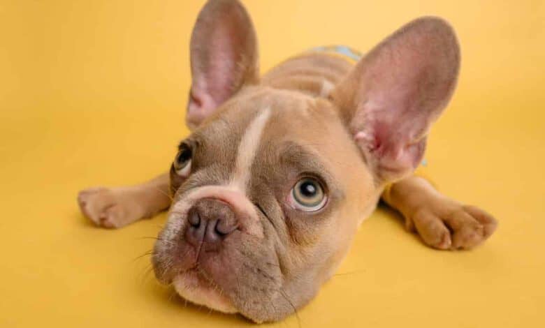 Den inneren Schweinehund überwinden